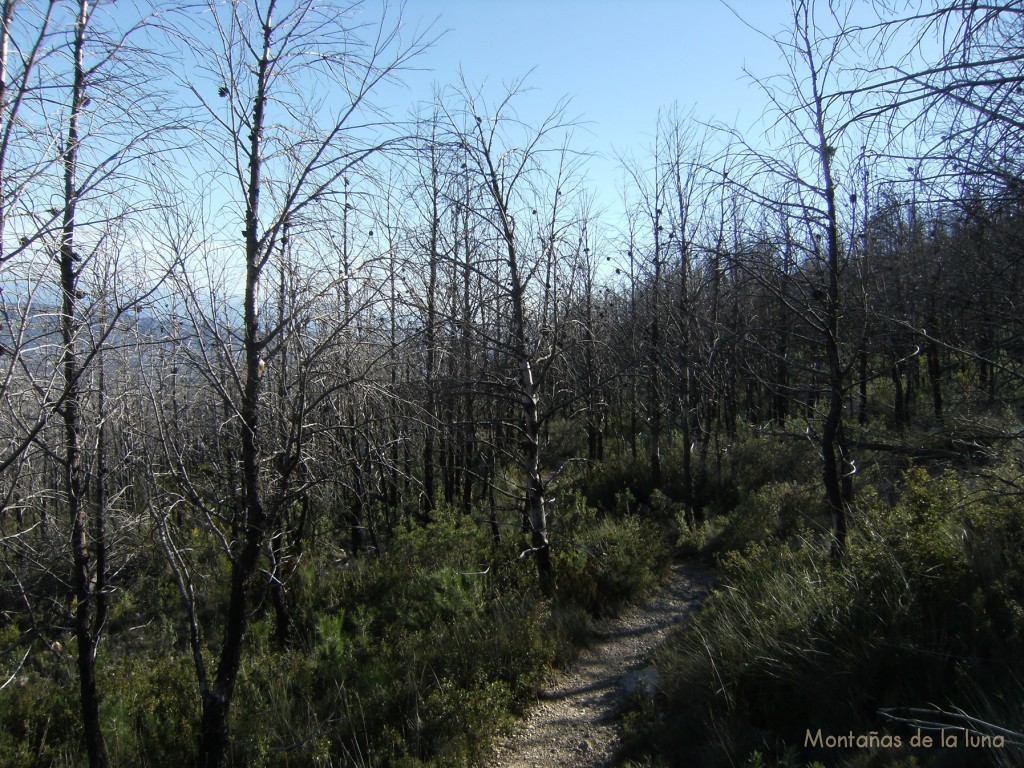 Bosque quemado camino de vuelta a la Font del Molí